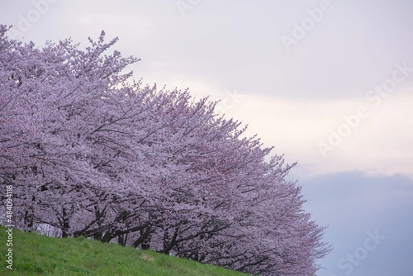 Fototapeta 緑と桜の美しいコントラスト