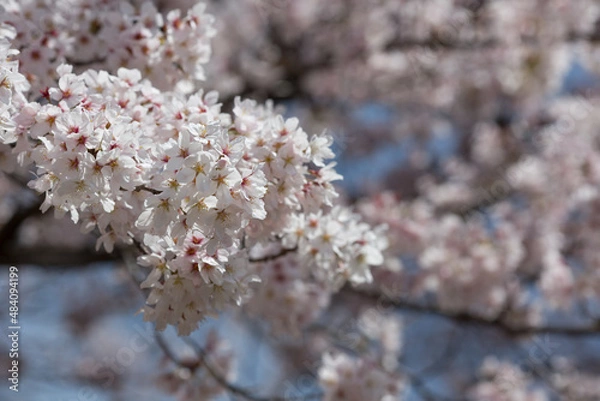 Obraz 無数に花をつけたソメイヨシノ