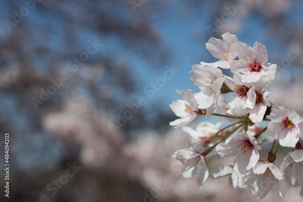 Obraz 春風に揺れる染井吉野