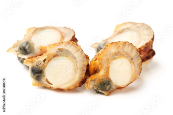 Obraz Raw scallop on white background