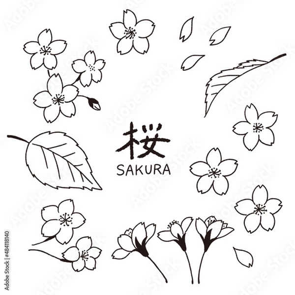 Obraz 桜の花びらと葉っぱの手描き線画イラストのセット