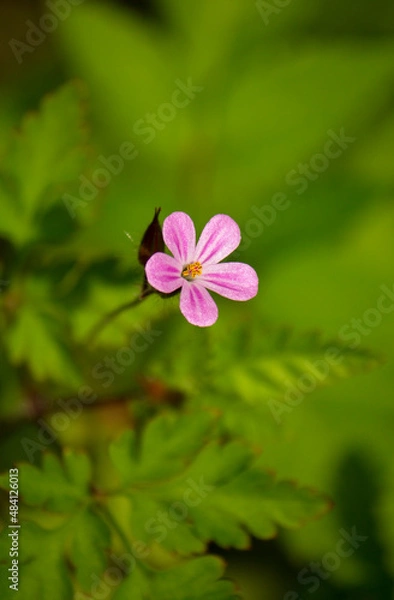 Fototapeta Small delicate violet flower