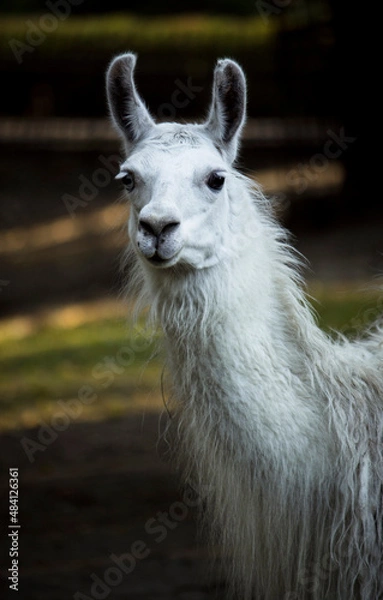 Obraz White llama's head 