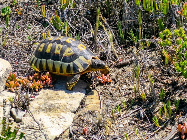 Obraz An Angulate Tortoise slowly making its way through the fynbos vegetation of South Africa's Eastern Cape near Hermanus.