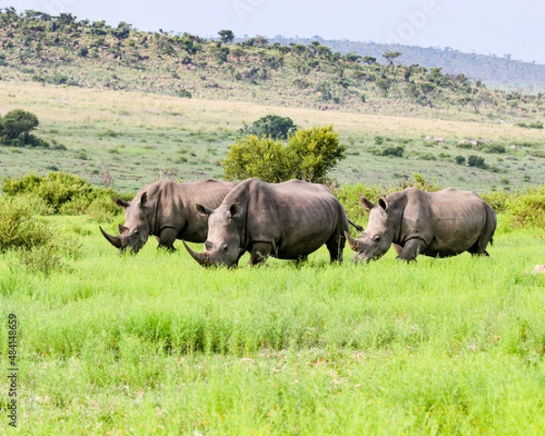 Fototapeta Three White Rhinos grazing in open grasslands of the Waterberg Region of South Africa.