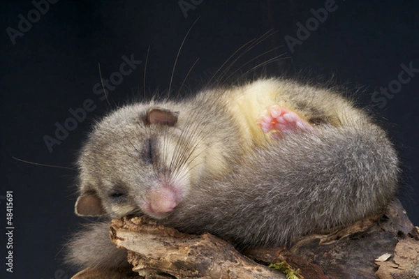Obraz Edible Dormouse / Glis glis
