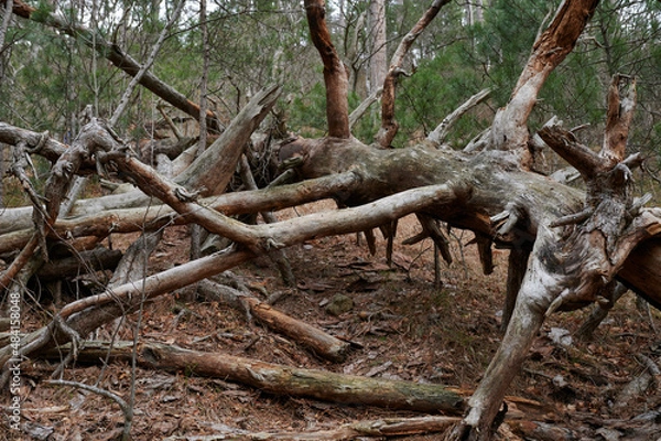 Fototapeta a tree fell in forest