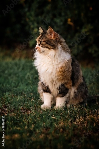Fototapeta cat on the grass