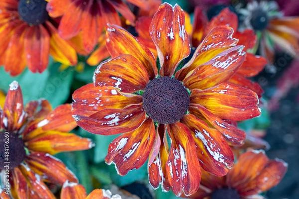 Fototapeta A Flower With A Lot Of Character Clings Unto The Last Remaining Days Of Summer. 