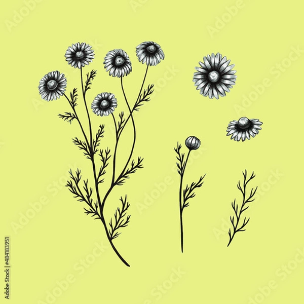 Obraz Botanical set. Chamomile flower, leaf, bud, stem. Vintage style.
