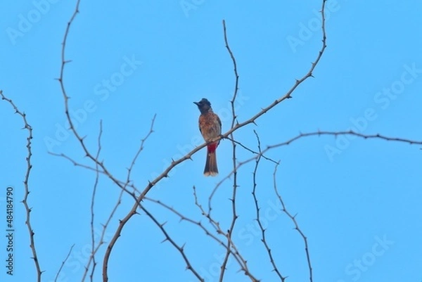 Obraz bird on a branch