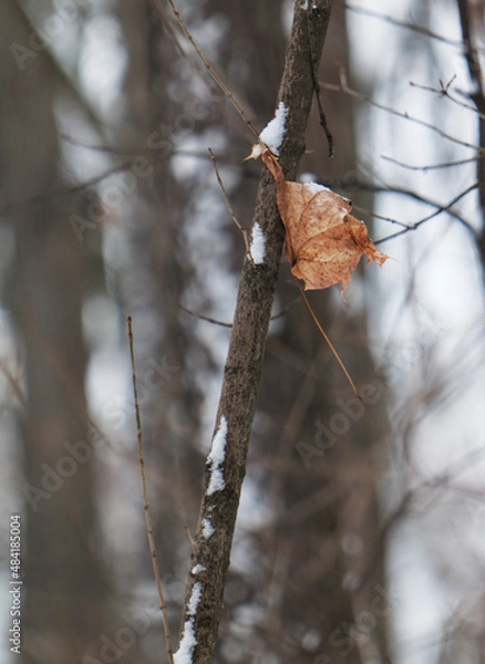 Obraz Autumn leaf in the winter garden.