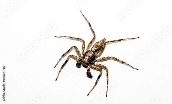 Fototapeta macro closeup of jumping spider