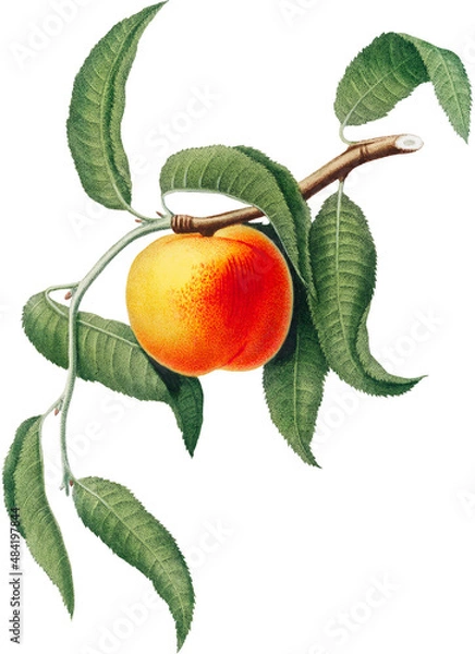 Fototapeta Peach tree branch with fruit and leaves, isolated on white background