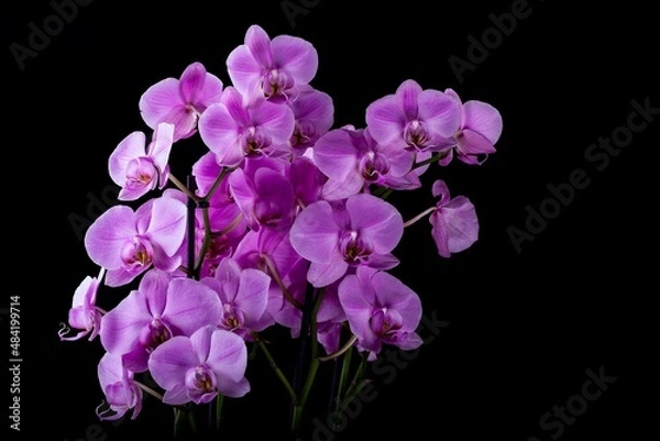 Obraz Purple Orchid on black background