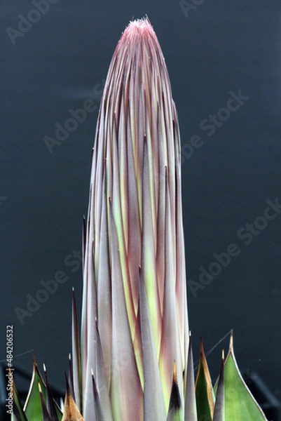 Obraz agave titanota