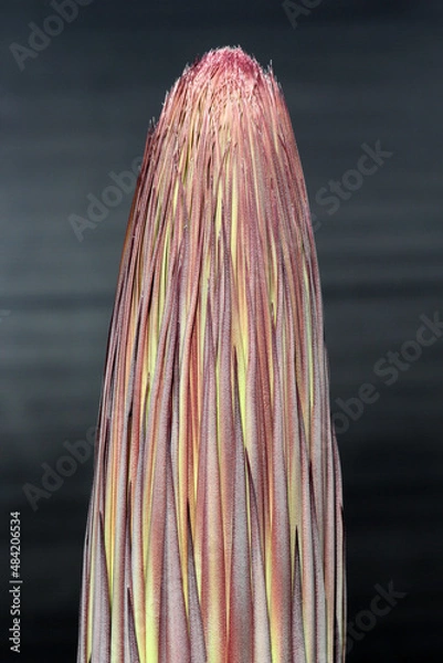 Obraz agave titanota