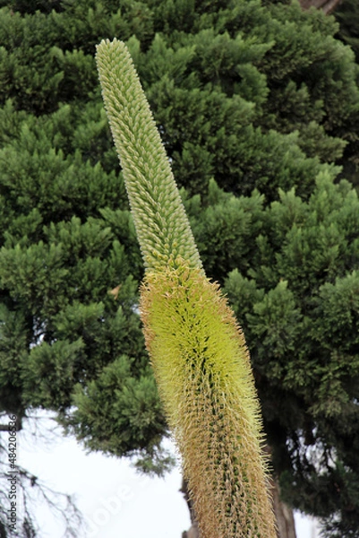 Obraz agave titanota