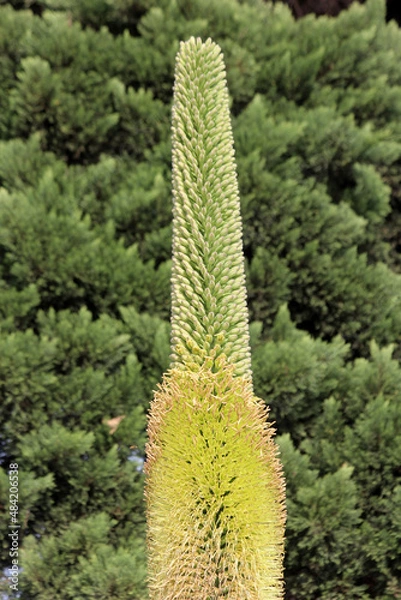 Obraz agave titanota