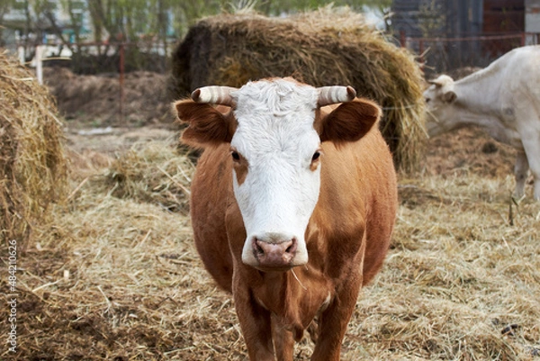 Fototapeta A brown cow with a white head chews hay looks at me, other cows graze in the background of the farm.