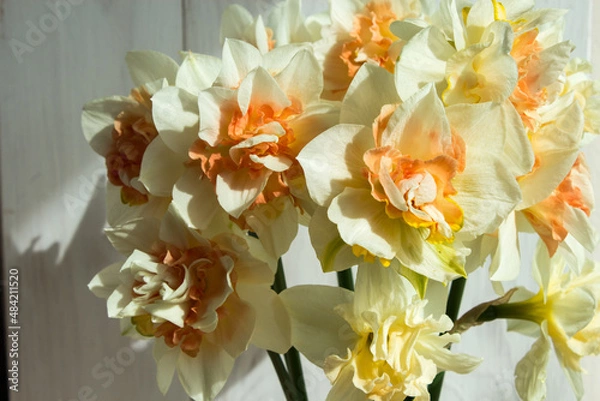 Fototapeta Bouquet of daffodils. Flowers on the background of a light wooden wall. Spring bouquet.