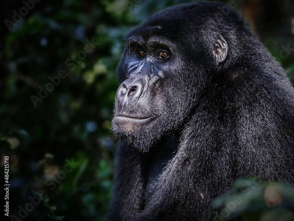 Obraz Berggorilla Portrait