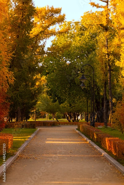Fototapeta Bright colorful autumn trees on the alley in the park in sunny weather. Banner, cover, flyer, layout design
