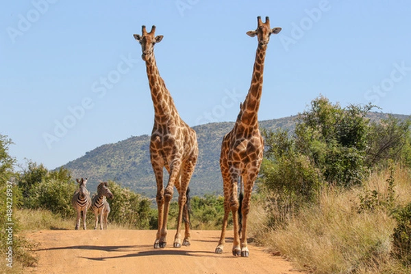 Obraz Giraffe, Pilanesberg