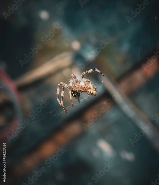 Fototapeta A spider on the web. Close-up photo. 