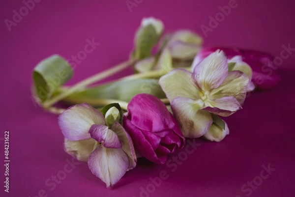 Fototapeta Spring flowers bouquet. Easter and spring greeting card. Woman day concept. Spring banner. Copy space for text