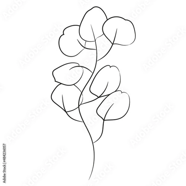 Obraz Eucalyptus branch in a linear style on a white background. Botanical design. Black outline. Vector.