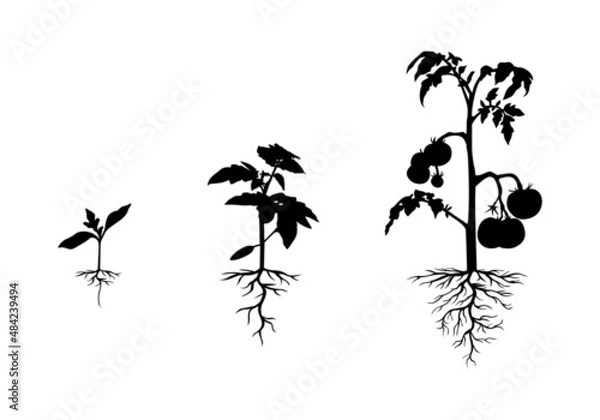 Obraz Silhouette tomato plant with roots set