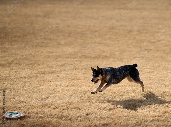 Obraz Dog running in the park chasing a frisbee