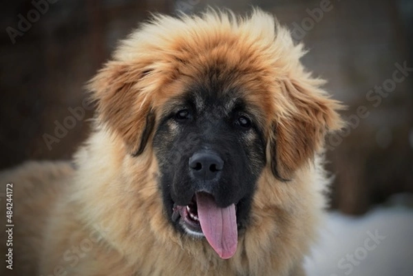 Obraz caucasian shepherd