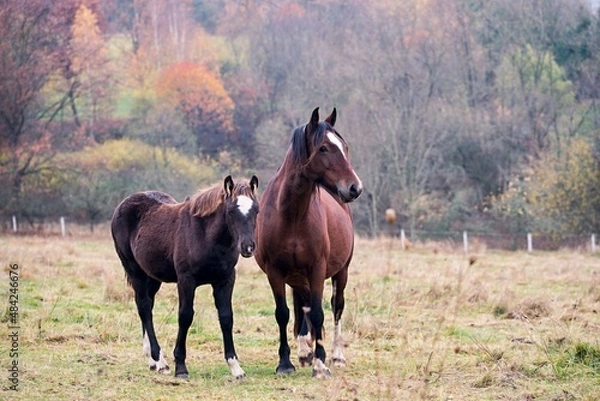 Obraz welsh cob
