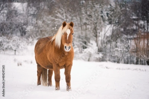 Obraz winter horse