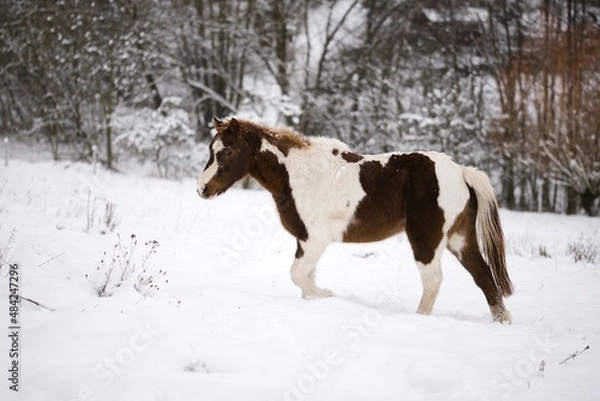 Obraz winter horse