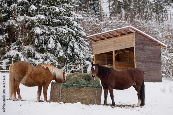 Obraz winter horse