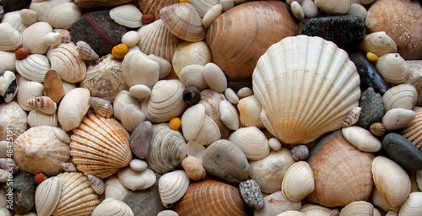 Obraz Sea Shells Seashells! - scallop and assorted shells / pebbles