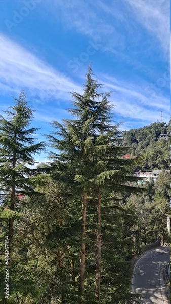 Fototapeta snow covered trees
