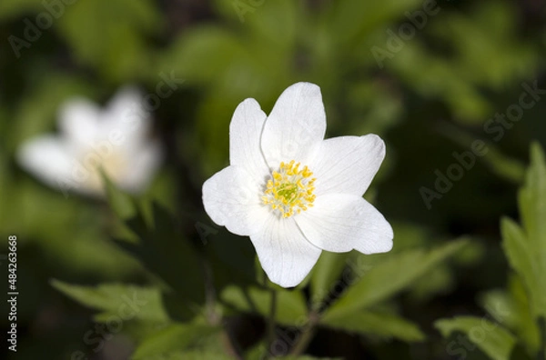 Fototapeta snowdrop white anemone
