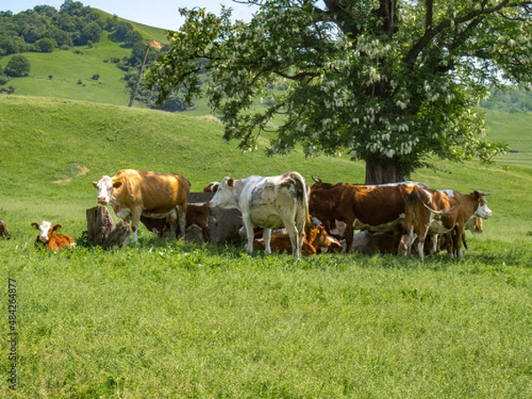 Fototapeta Cows walking on a Field in Summertime