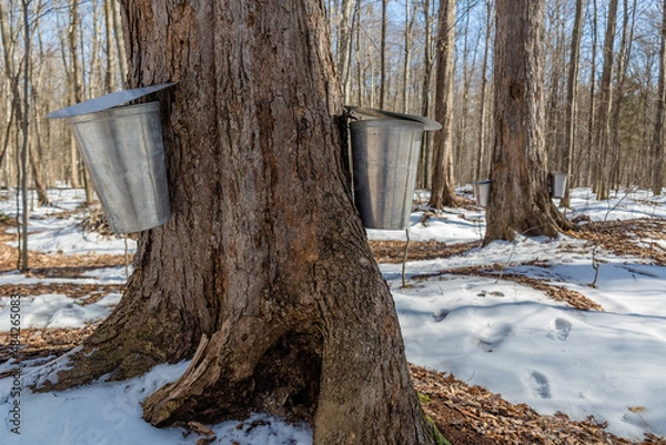 Fototapeta Maple Syrup Season