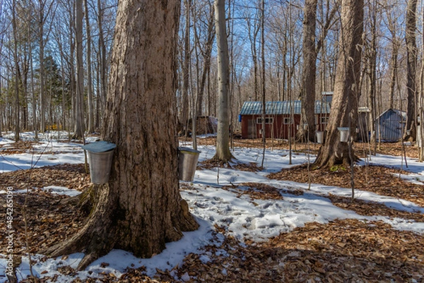 Obraz Maple Syrup Season