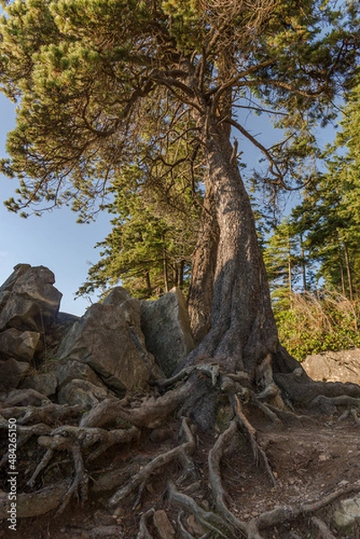 Fototapeta tree in the forest