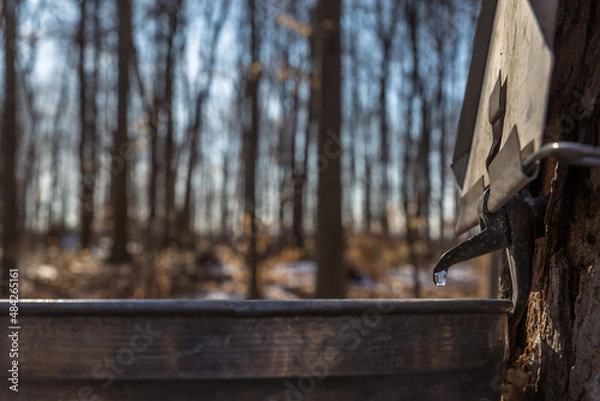 Obraz Maple Syrup Season