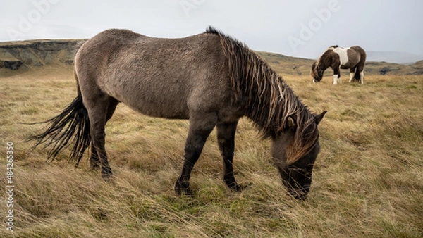 Obraz Islandpony