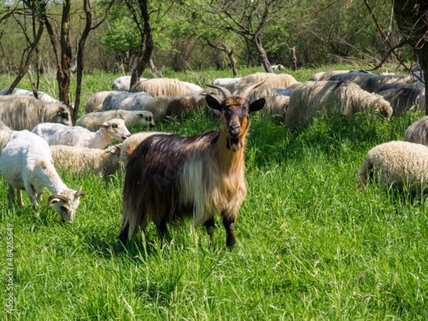 Fototapeta Herd of goats and herd of sheep in Romania