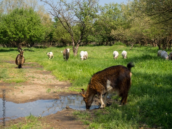 Fototapeta Herd of goats and herd of sheep in Romania
