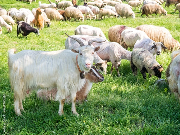 Fototapeta Herd of goats and herd of sheep in Romania